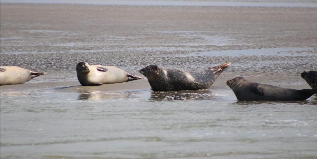 Appartamento Au P'Tit Bonheur Baie De Somme Nibas Esterno foto